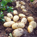 Batata orgânica fresca para fazer batatas fritas ou batatas fritas